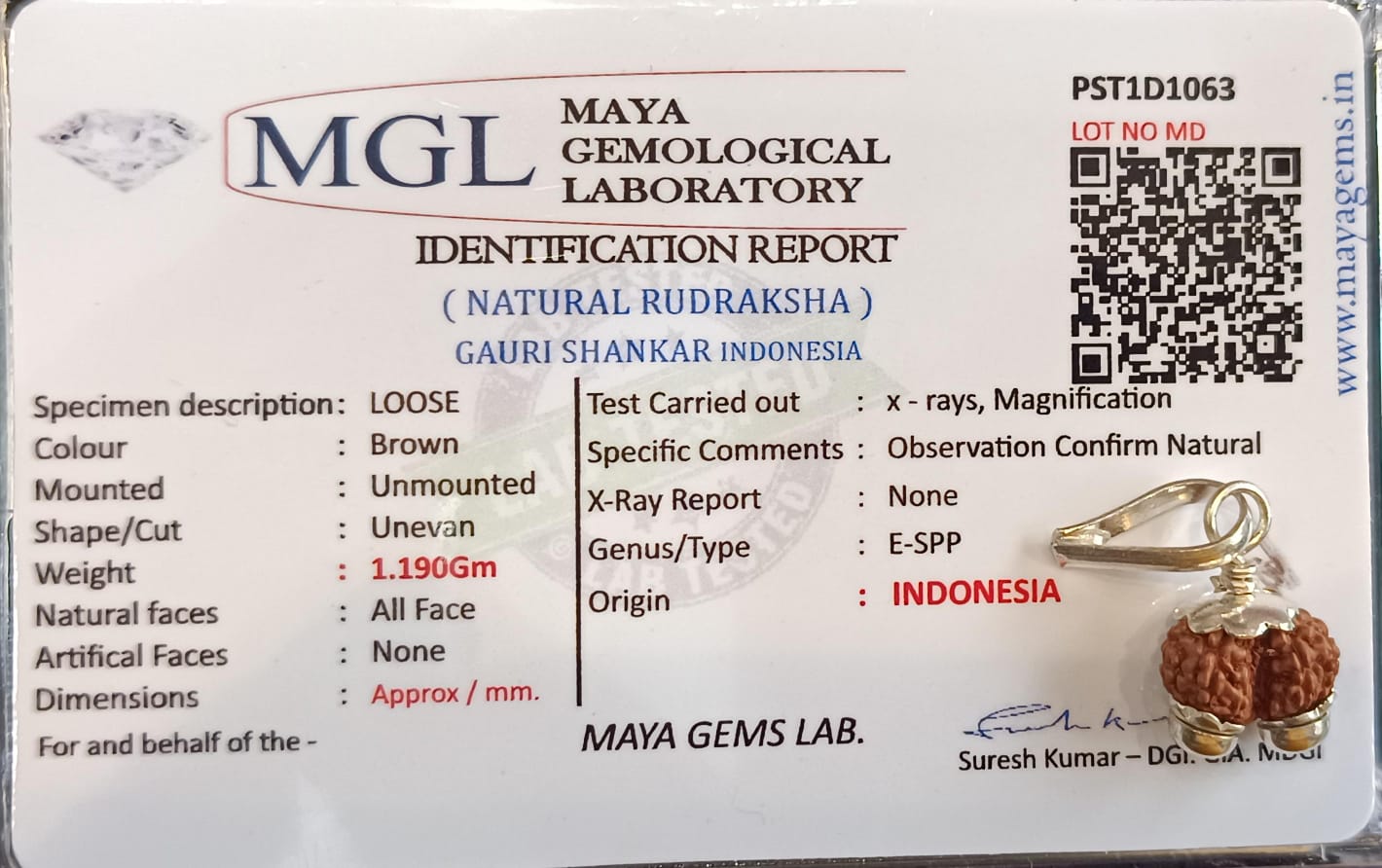 9 Mukhi Gauri Shankar Rudraksha A1 Rated